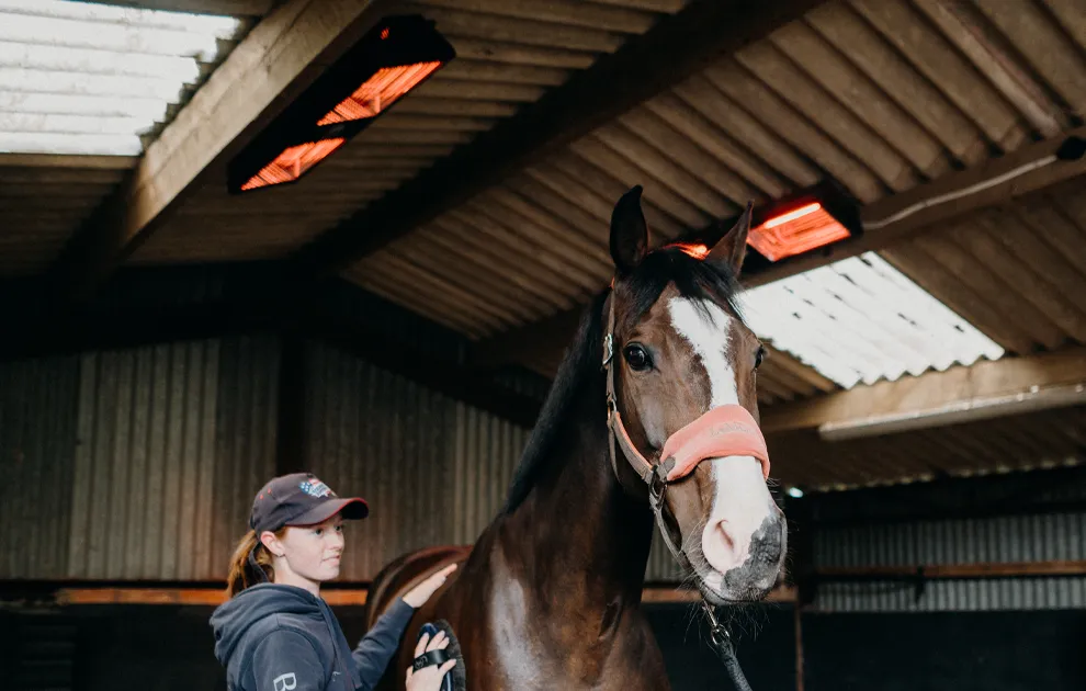 Horse in stable, under Ascot Solarium