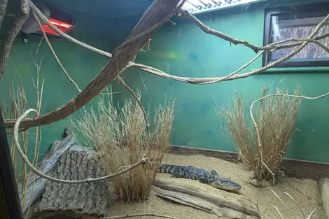 BaskZone-Heater-in-crocodile-enclosure