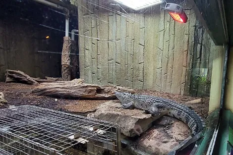 BaskZone-Heater-in-crocodile-enclosure