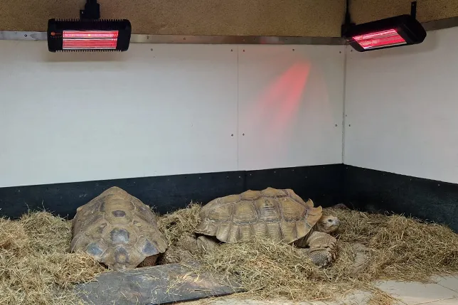 Zoological - tortoises-Animal-Heating